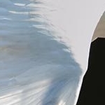 IMG_0894 Transparence - Aigrette Garzette